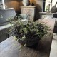 Kunst Salixkrans 